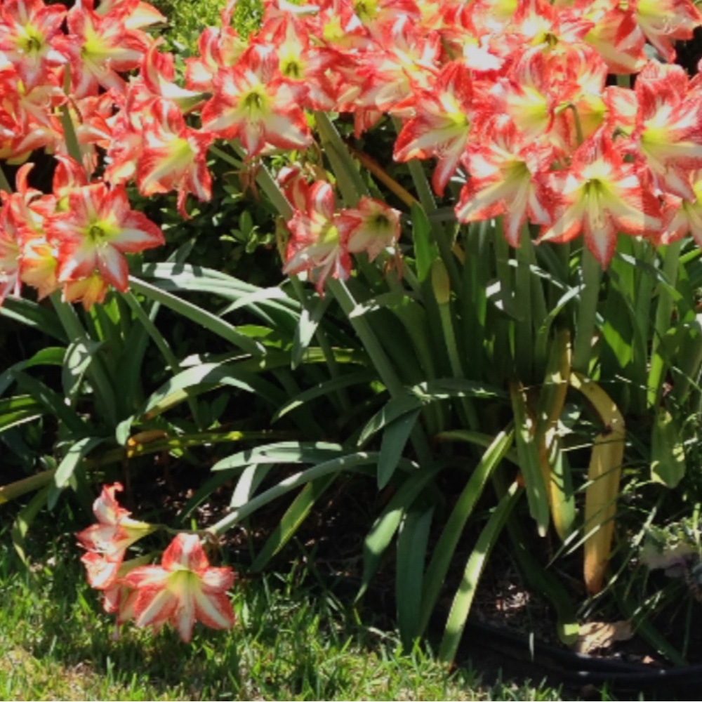 Beautiful Bold Floral Arrangement with Abundant Blooming Seeds